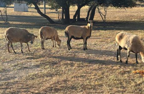 25525 Ranch Rd 2323, Fredericksburg, Texas 78624