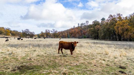 11158 Rocky Creek Road, Lower Lake, California 95457