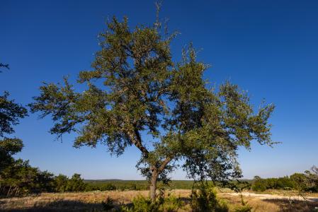 TBD Crazy Cross Rd, Wimberley, Texas 78676, HOA KỲ