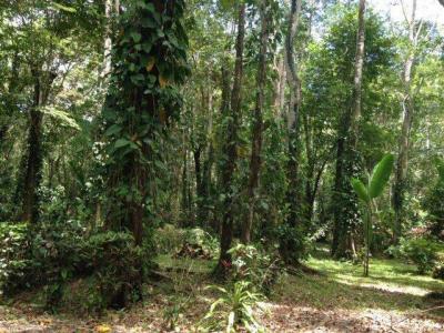 Puerto Vargas Cahuita Talamanca, Limón 70403, كوستاريكا