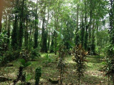 Puerto Vargas Cahuita Talamanca, Limón 70403, كوستاريكا