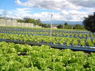 Guácima Alajuela, Alajuela 00001, Costa Rica