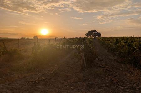 Palmela, 塞图巴尔 2985-133, 葡萄牙