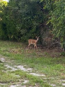 33128 FOREST RIDGE ROAD, DELAND, Florida 32720, Estados Unidos