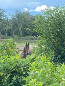 33128 FOREST RIDGE ROAD, DELAND, Florida 32720, Estados Unidos