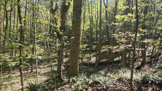 0 Tipple Road, Tracy City, Tennessee 37387, Estados Unidos