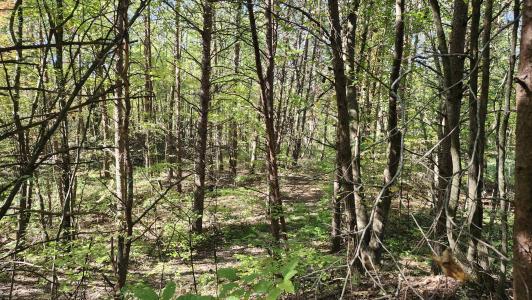 0 Tipple Road, Tracy City, Tennessee 37387, Estados Unidos