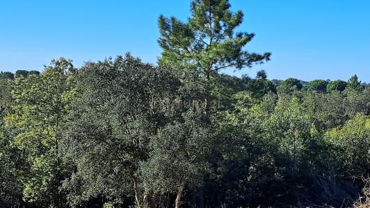 塞图巴尔, 塞图巴尔 2925-114, 葡萄牙