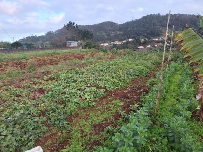 Santana, מדיירה 9230-081, פורטוגל 