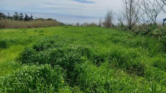 Lagoa, Ilha De São Miguel 9560-000, Portugal