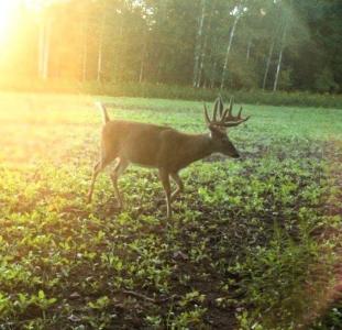 110 Acres County Road O, Atlanta Twp, Wisconsin 54819, USA