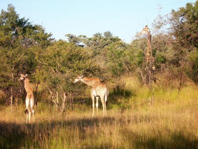 Thabazimbi, Limpopo, Afrique Du Sud
