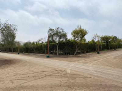 Condominio Las Praderas Fundo San Andrés , Cañete, Lima 00001, Peru