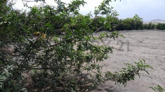 Condominio Las Praderas Fundo San Andrés , Cañete, Lima 00001, Peru