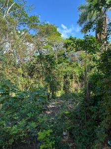 BUENA VISTA , Oeste, Santa Cruz 00001, Bolivia