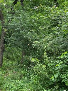 TBD NW County Road 3323, Frost, Texas 76641, Estados Unidos