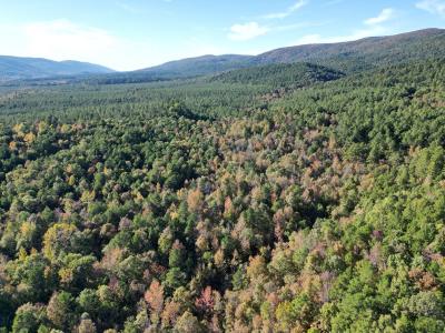 Unk Polk Road 90, Mena, Arkansas 71953, Amerika Birleşik Devletleri