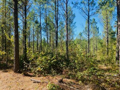 Unk Polk Road 90, Mena, Arkansas 71953, Amerika Birleşik Devletleri