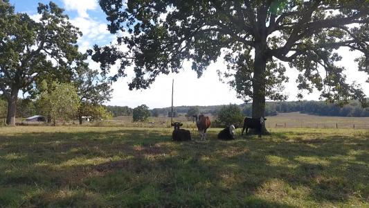 000 County Road 113, Alton, 密苏里州 65606, 美国