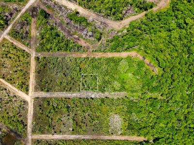 Silk Grass, Stann Creek 00001, 貝里斯