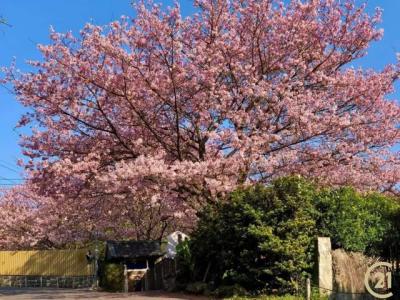 平等段一小段, Shilin Dist., Taipei 111, Taiwan