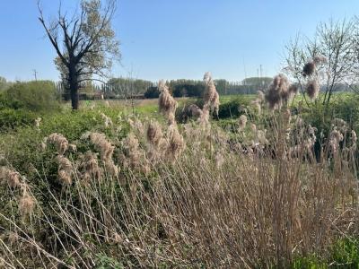 Via Prato Pelagal, Bovolone, Venezien 37051, Italien