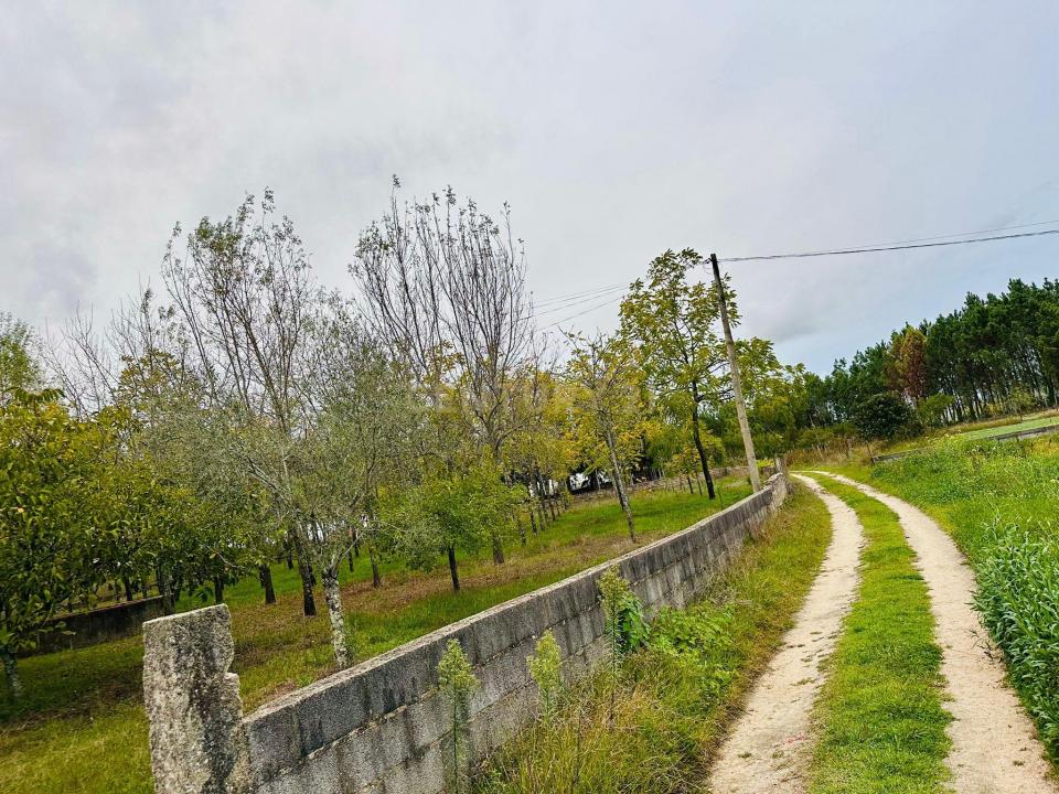 Anadia, Aveiro 3780-599, Portugal