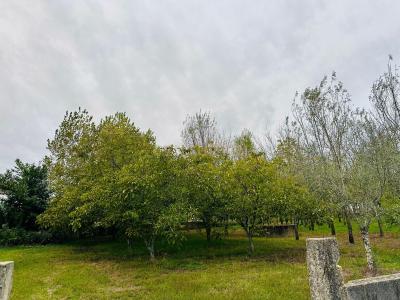 Anadia, Aveiro 3780-599, Portugal