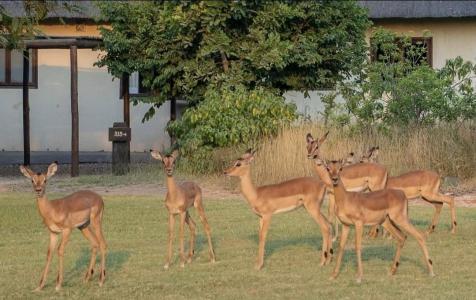 Phalaborwa, Limpopo, Южная Африка