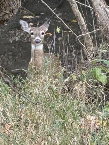 8751 Forest, Warren, Michigan 48093, Estados Unidos