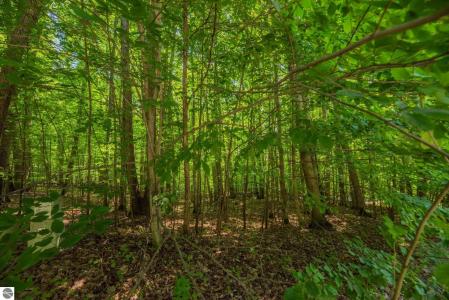 Lot 165 Forest Highlands, Bellaire, מישיגן 49615, ארצות הברית של אמריקה 