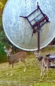 146 Tolliver Rd, Pineville, 肯塔基州 40977, 美国