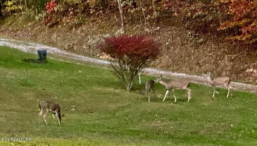 146 Tolliver Rd, Pineville, 肯塔基州 40977, 美国