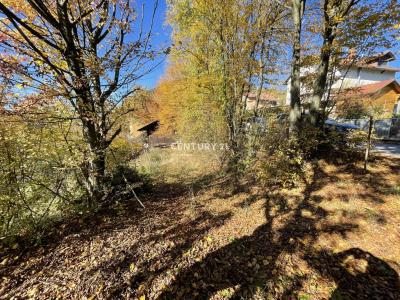 Žalec, Galicija, Žalec, Savinjska, Slowenien