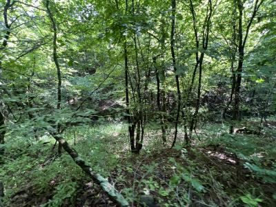 Unk FS Road 521, Mena, Arkansas 71953, Estados Unidos