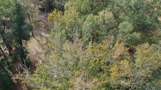 000 Jackson Arm Rd, Karnack, 德克薩斯州 75661, 美國