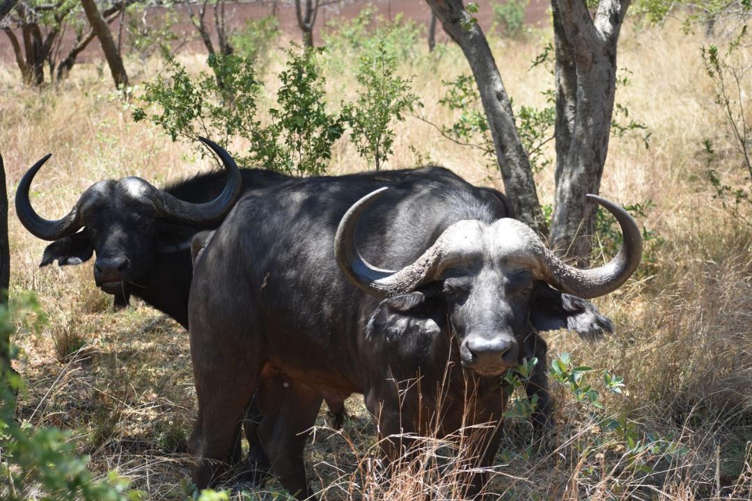 Bela Bela, Limpopo, Nam Mỹ