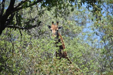Bela Bela, Limpopo, Nam Mỹ