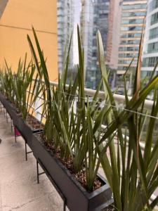 Prolongación Moliere ,, Miguel Hidalgo, Ciudad De México 11529, Messico