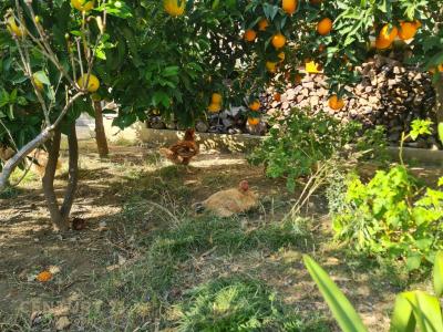 Periferia Vorë, Vorë, Albania