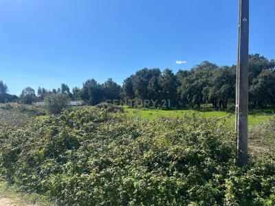 Moita, Setubal 2860-256, Portugal