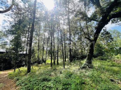 RANCHO AVANDARO 166,, Valle De Bravo, 墨西哥州 51200, 墨西哥