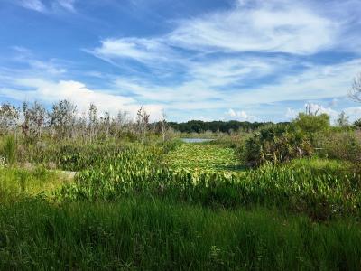 Lot 1 Catbrier Lane, Umatilla, 佛罗里达州 32784, 美国