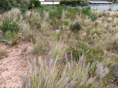 Gordons Bay, Western Cape, 南非