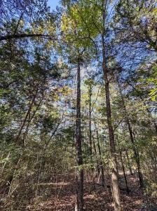 0000 CR 1350, Linden, Teksas 75563, Amerika Birleşik Devletleri