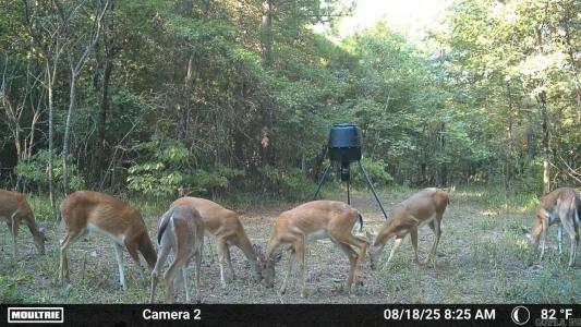 TBD Dove Pl, Hot Springs, Arkansas 71913, Estados Unidos