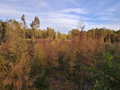 00 Kirklin Rd, Tylertown, Mississippi 39667, Estados Unidos