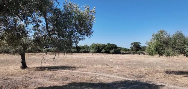 Castelo Branco, Castelo Branco 6000-000, Portugal