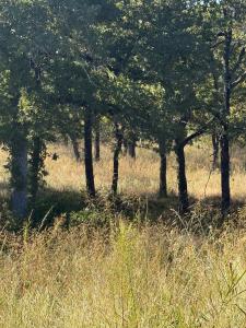 416 Sunset Bay Pointe Court, Chico, Texas 76431, États-Unis