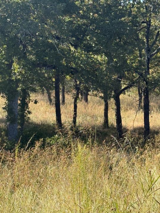 416 Sunset Bay Pointe Court, Chico, Texas 76431, États-Unis